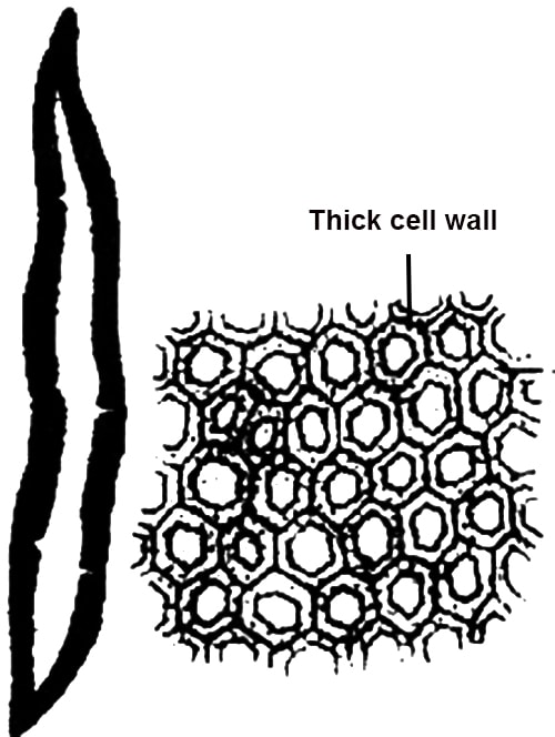 What is Simple Tissue? - QS Study