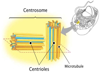 What is Centrosome Biology Diagrams