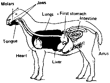 Organ Systems in Animal Body - QS Study