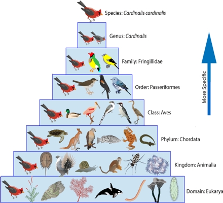 taxonomy