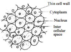 parenchyma tissue diagram what is simple tissue qs study parenchyma tissue diagram what is simple tissue qs study