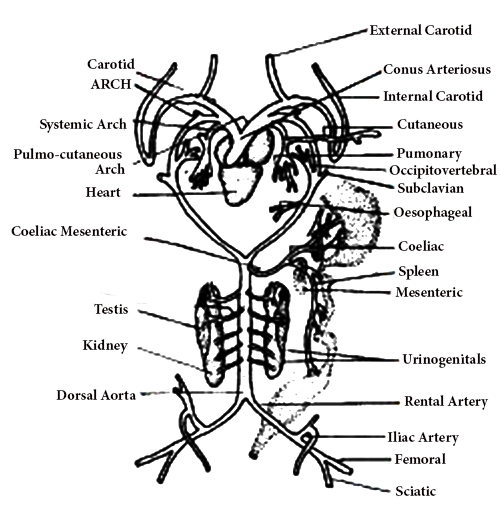 Arterial System Of Toad Qs Study