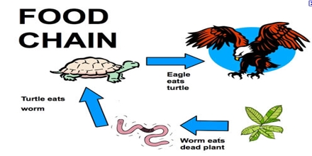 Physiology Can Assimilated Energy Be Simply Lost From A Trophic Level Physiology Can Assimilated Energy Be Simply Lost From A Trophic Level