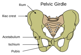 Pelvic Girdle of Toad - QS Study