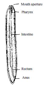 Digestive System of Roundworm - QS Study