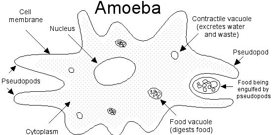 What is Amoeba? - QS Study