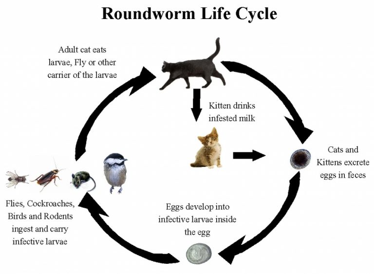 Life Cycle Of Cutworms