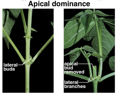 apical dominance meaning in urdu