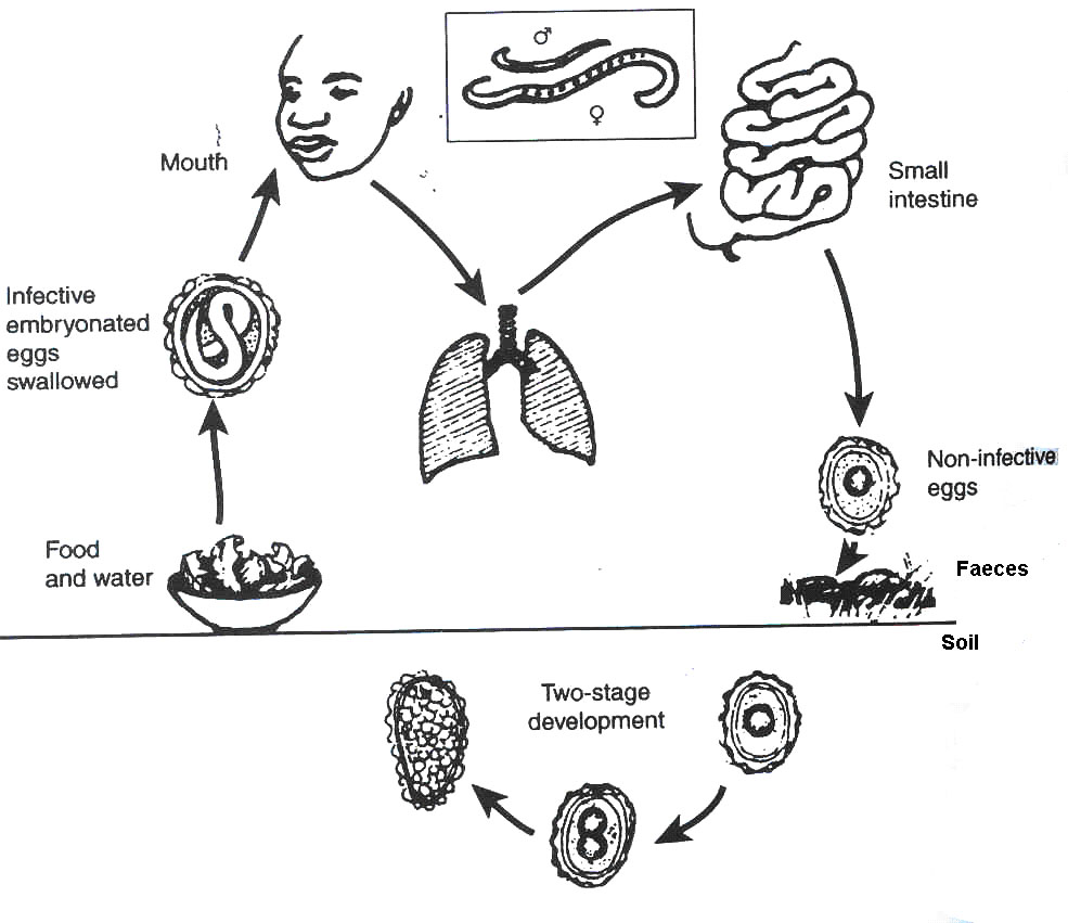 Transformation of Roundworm in Human Body QS Study
