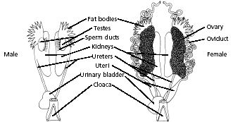 Reproduction System of Toad - QS Study