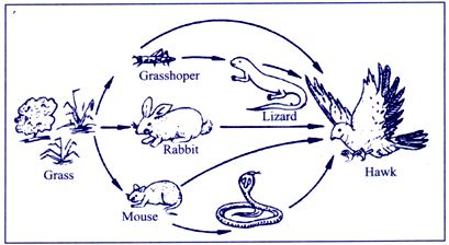 What is a consumer in biology?