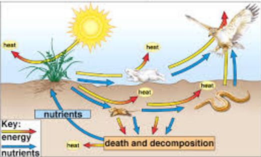 energy flow