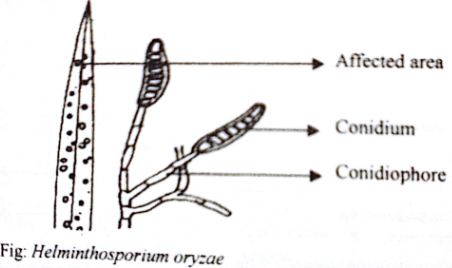 conidia helminthosporium oryzae