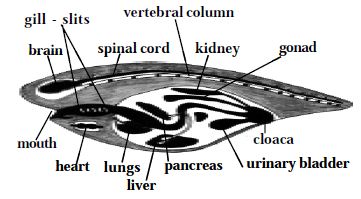 Describe on Subphylum Vertebrata or Craniata - QS Study