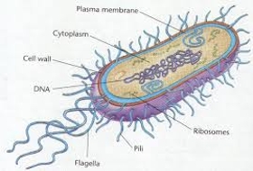 Archae Bacteria