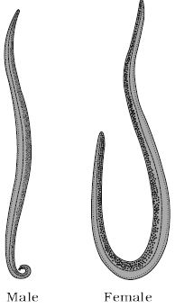 phylum aschelminthes wuchereria hogyan lehet teljesen felépülni a parazitákból