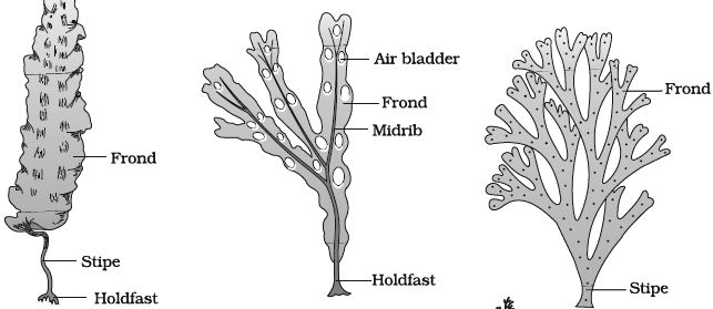 Explain on Phaeophyceae - QS Study diagram of fission in biology 