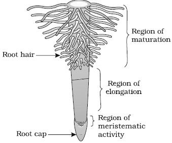 Describe Regions of the Root - QS Study