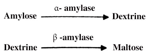 Flow Chart Of Amylase Production