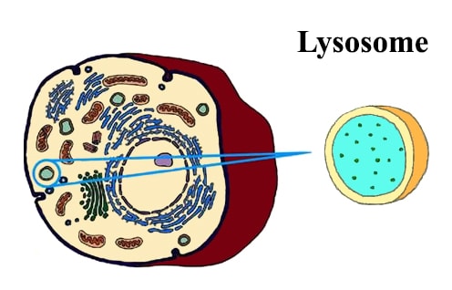 What is Lysosome? - QS Study
