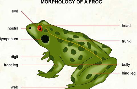 Explain Morphology of Frog - QS Study