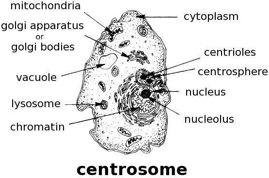 Differences Between Centrosome And Centromere Qs Study Difference
