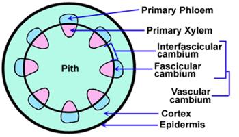 vascular tissue definition vascular tissue definition