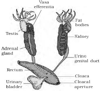 Explain Frog Male Reproductive System - QS Study