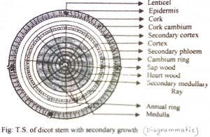 Explain Formation of Annual Ring - QS Study