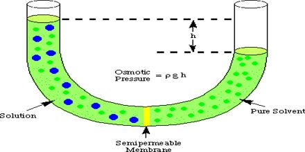 osmotic pressure define biology concentration difference solution asd