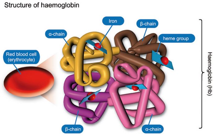 Haemoglobin Hgb (Hemoglobin)