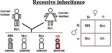 what is a recessive trait simple definition