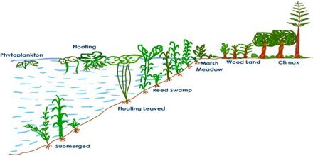 hydrosere