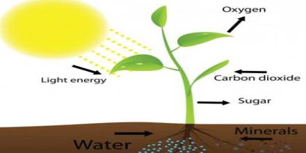 Source Of Oxygen During Photosynthesis Qs Study