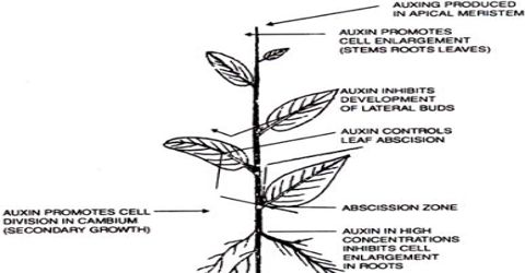 Physiological Effects Of Auxin QS Study - 480x250 - jpeg Auxin Effects