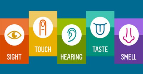 sensory organs of our body