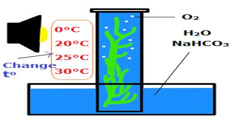 to observe the effect of temperature to observe the effect of temperature
