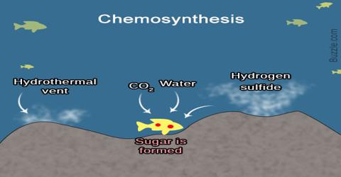 Chemosynthesis and photosynthesis Chemosynthesis and photosynthesis picture