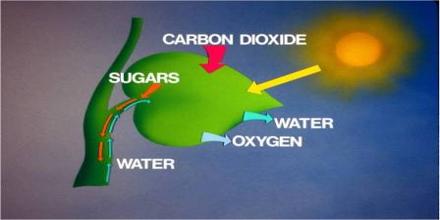 Chemosynthesis equation Chemosynthesis equation picture