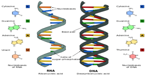what is nucleic acid