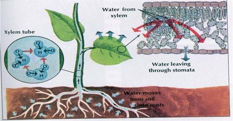 osmosis diffusion plant difference importance between study process qsstudy