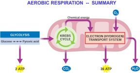 respiration aerobic cellular respirasi aerobik cell ets aerob latihan oksigen electron glukosa photosynthesis