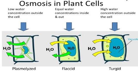 osmosis definition classification biology plant study qsstudy
