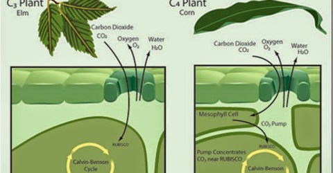 c3 c4 plant mean study