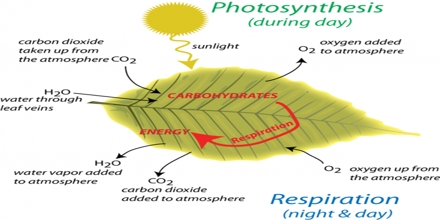 That this in light photosynthesis? what to is absorbs pigment organelle found the power