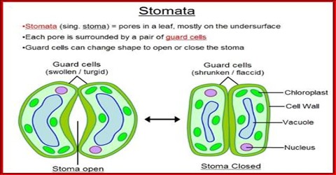 transpiration stomatal occur why does biology study qsstudy