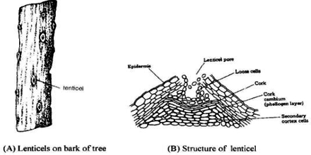 Image result for respiration in stems lenticles of plants