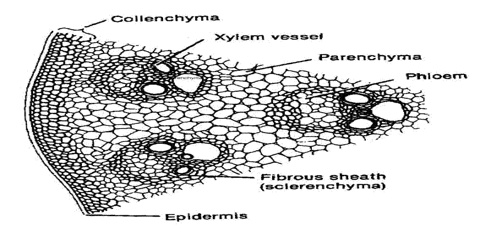 Internal Structure of Monocot Stem - QS Study each part of a cell diagram 