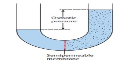 osmotic pressure definition explanation fig