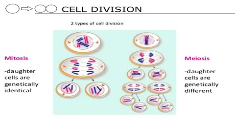 define cell division with its types qs study two types of cells
